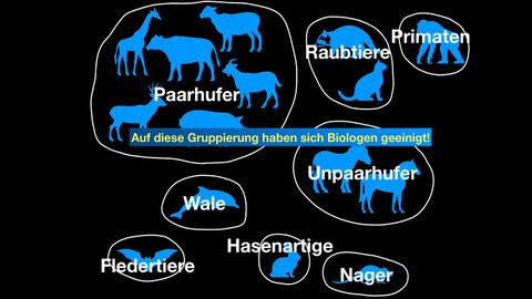 Video: Systematik der Säugetiere (Stummes Video)