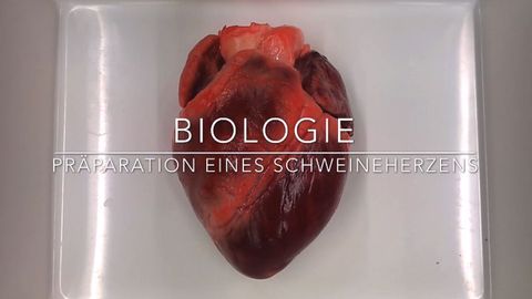 Video: Sezieren eines Schweineherzens