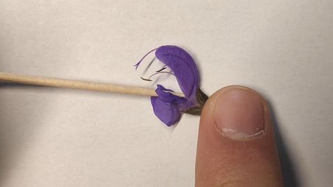 Video: Bestäubungsmechanismus Wiesensalbei