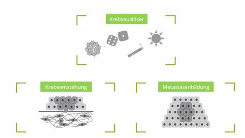 Video: Wie entwickelt sich Krebs? (Zusatzmaterial zu LE 7.1)